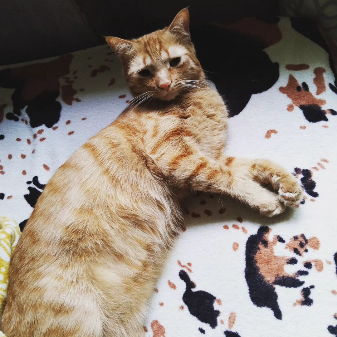 🥰🐈🐈‍⬛