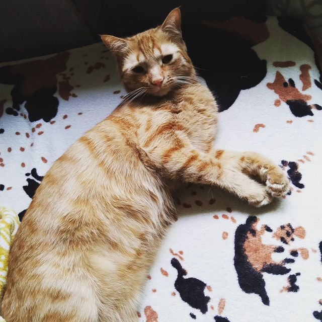 rikitikkitavvi в LOOKY. . 🥰🐈🐈‍⬛