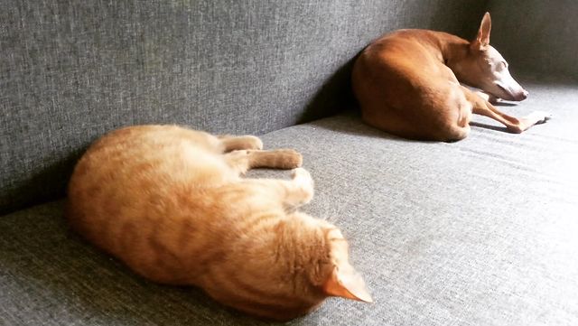 rikitikkitavvi в LOOKY. #чирнеко,#чирнекодельэтна,#cirneco,#cirnecodelletna,#dogs,#chirneco. 🐶 тихий час 
#чирне...