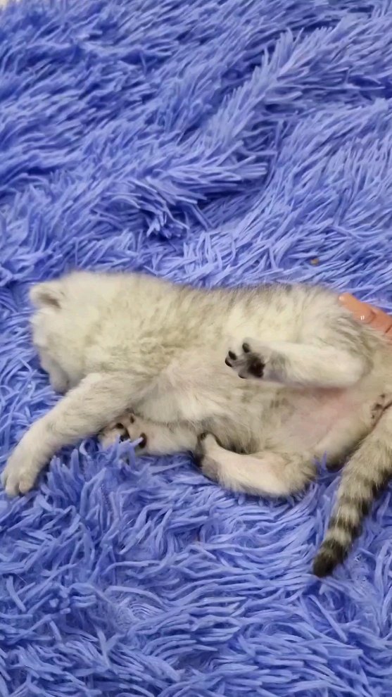 fur_flowers_cats в LOOKY. . Приучение котят с де...