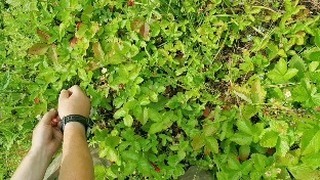 chugaystr в LOOKY. . Подготовительный  пр...