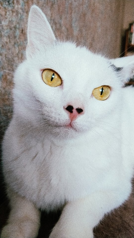 lena_morozovaa_ в LOOKY. . Мяу 🐈
