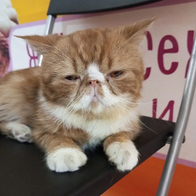 ibraevs0005 в LOOKY. #мурляндия🐾. #мурляндия🐾 🐱🐈🐈‍...
