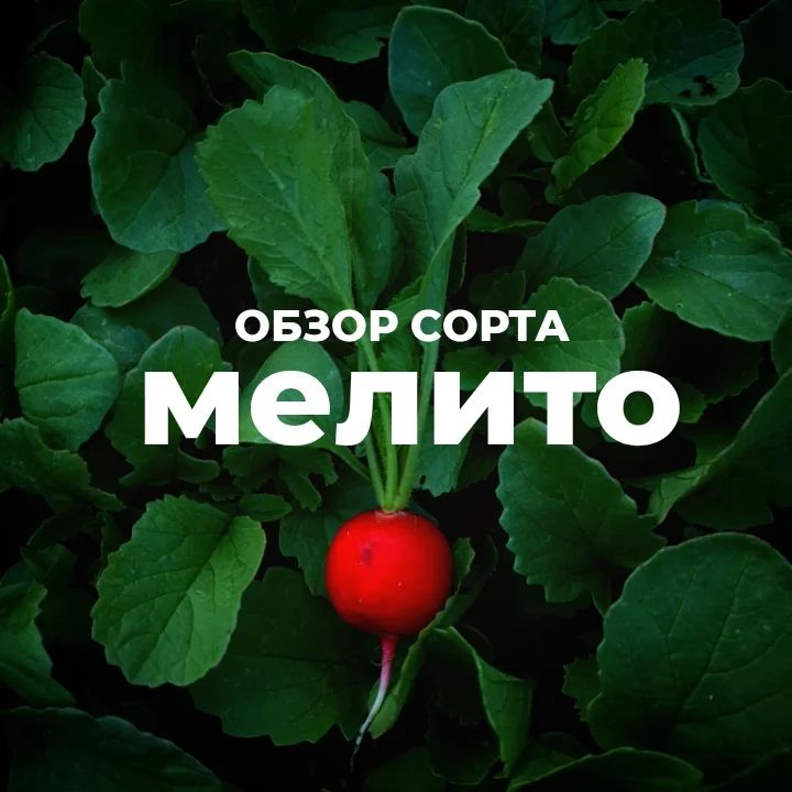 🔴 Справедливости ради стоит отметить, что "Мелито" - не сорт, а гибрид, т.е. семена от него вы получите совсем с другими свойствами, поэтому собирать их не стоит.

В этом году я достаточно поздно посеяла редис, уже в июне. Сажала в открытый грунт Мелито (Sakata) и Алекс (Аэлита). Мелито заявлен в Госреестре как среднеспелый. Взошёл хорошо, дружно.
 
 ✅ Что мне понравилось: корнеплоды Мелито опережали Алекс при менее активном росте ботвы ✅

🌱 По внешнему виду Мелито абсолютно соответствует описанным производителем качествам: ярко-красные корнеплоды с выраженным блеском. Выравненные по форме и размеру (3-4 см), округлые, с очень тонким хвостиком. Не сказала бы, что у Мелито толстая кожица. Вутренняя структура хорошая, без пустотелости. Не склонен к растрескиванию. 

Мелито нам понравился. Горчинка ощущается совсем немного. Редис хрустящий, с очень гармоничным и приятным вкусом. Моется легко.

Несколько советов по выращиванию вкусной редиски:

 ✔ Сажать редис очень удобно, используя упаковки от яиц - при вдавливании упаковки в землю ямки образуются как раз на нужном для редиса расстоянии.
 ✔ Если грунт лёгкий, немного утрамбуйте дно ямки перед тем, как положить семечко в землю - так оно не провалится.
 ✔ Не кормите редис органикой, это корнеплод. Ему нужен фосфор и калий. 
 ✔ Удивительно, но редис лучше растет на бедных почвах и при коротком световом дне.
 ✔ Редис любит полив, поэтому лучше не допускать пересыхания земли.
 ✔ Сажать редис можно практически на протяжении всего лета, но важно правильно подбирать сорта.
 ✔ Редис можно выращивать и зимой под лампой.

Вкусной вам и красивой редиски без хлопот! 🤍
.
.
.
.
.
#редисмелито #семенаовощей #огород #овощисгрядки #огороднаподоконнике