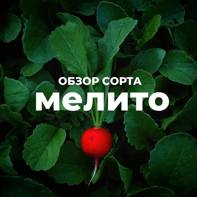 topalova.pro в LOOKY. #редисмелито,#семенаовощей,#огород,#овощисгрядки,#огороднаподоконнике. 🔴 Справедливости ра...