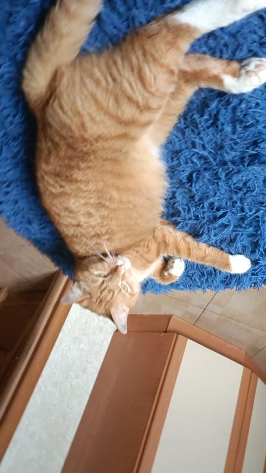 pavel.p.a в LOOKY. #хеппи,#рыжийкот,#котэ,#котан,#котейка. Кто в какую группу в...
