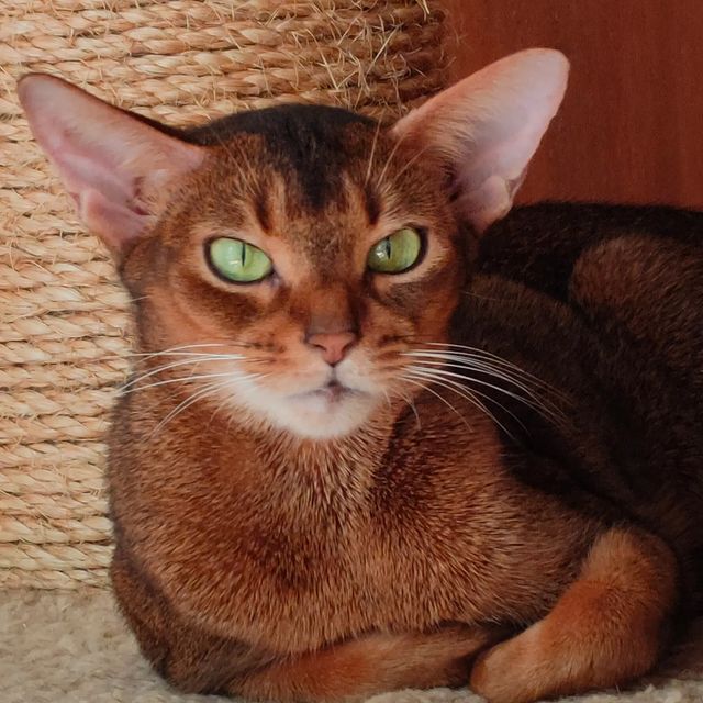 negaladydi в LOOKY. #abykitten,#abyssinian,#aby,#abyssinianthebest,#абиссинскаяжизньнавсегда,#котятаизпитомника,#унасабиссинскиекотята,#абиссинскаяпорода,#абиссинскаякошка,#дляценителейабиссинов,#любимыеабиссинскиекотята#суперабиссины,#питомникабиссинскихкотят. #abykitten #abyssini...