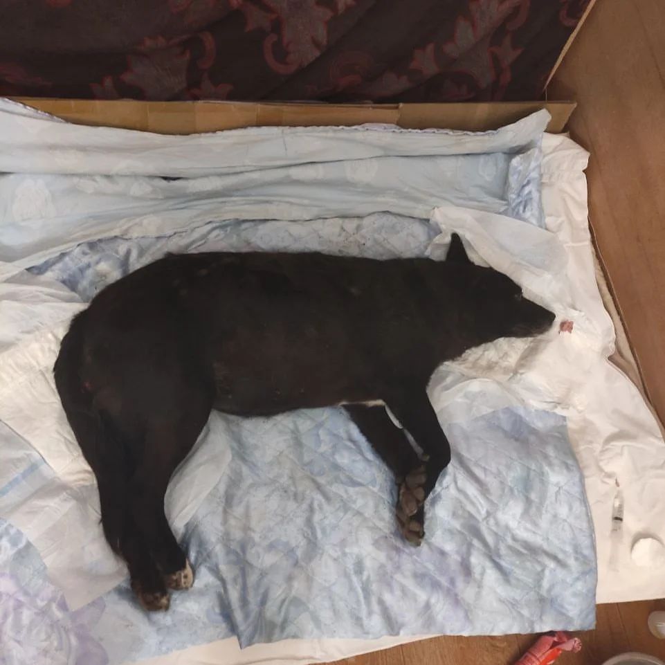 🆘🆘🆘Срочно нужна фин. помощь🙏
Ребят, у меня много собак кому нужна помощь, но мимо неё я не могла пройти. 
Позвонили вчера, сказали лежит собака парализована полностью. Голову не поднимает, ни ест, ни пьёт сама. В туалет не ходит. Чувствительность есть в лапах. Плюс, есть подозрение ,что у неё весаркома, лечение очень дорогое, это рак кто не знает. 
И он передаётся не только через половой акт, но если понюхают, полижут и будут пить с одной миски. А у меня там 18собак😭и я теперь боюсь что они заразятся. 
Нужны Финкураторы на два месяца на передержку с мед. уходом. Месяц10000р. 
Я не могу рисковать теми кто есть, у них слабая имунка, подхватят. А на такую толпу, явно уже не найти средств на лечение. 
Надо вести к врачу. Делать рентген, сдавать анализы. 
Очень прошу не проходите мимо, я не справлюсь , не относить же её назад 😭
Тел. 89283186805 СБ
С пометкой Парализованой 🙏
#дамба23
