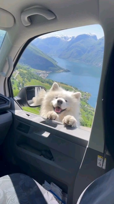 sahbass в LOOKY. #reels,#reelsinstagram,#reelsviral,#trend,#viral,#fun,#samoyed,#dog,#samojede,#fluffydog,#whitedog,#explore,#cute,#fyp,#blogger_de,#hundeliebe. Среда покачивается �...