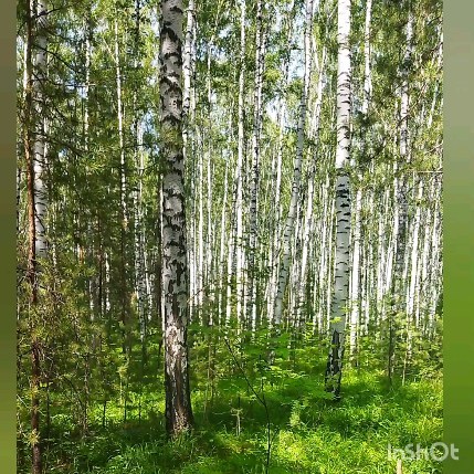 op_sweater в LOOKY. #летниеканикулы,#екатеринбург,#вечность,#forest,#peace. Прогулялась сегодня ...
