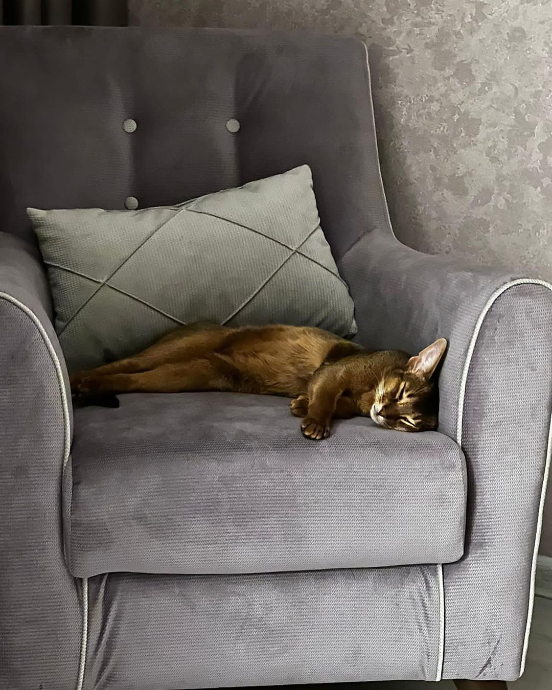 leo_minor_aby_cattery_cfa в LOOKY — фото 3