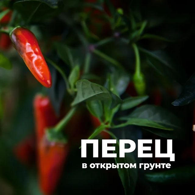 topalova.pro в LOOKY. #перцывоткрытомгрунте,#перецвоткрытомгрунте,#перецвог,#своиовощи,#открытыйгрунт,#формировкаперца,#каквыраститьрассаду. Признаюсь, первое фо...