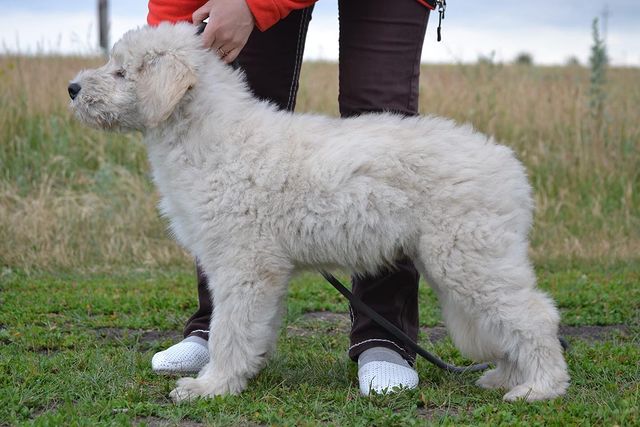 iz_v_s в LOOKY. #iz_v_s,#iz_v_s_v,#щенки_юро,#южаки,#щенкинапродажу,#юро,#южак,#охранавдом,#породистыесобаки,#гордостьроссии,#лето2023,#национальноедостояние,#саратовскаяобласть,#наши_породы,#породыроссии,#брудастыесобаки,#бородатики,#отечественныепороды,#выставкасобак,#ркф. Белый кобель- южак, ...