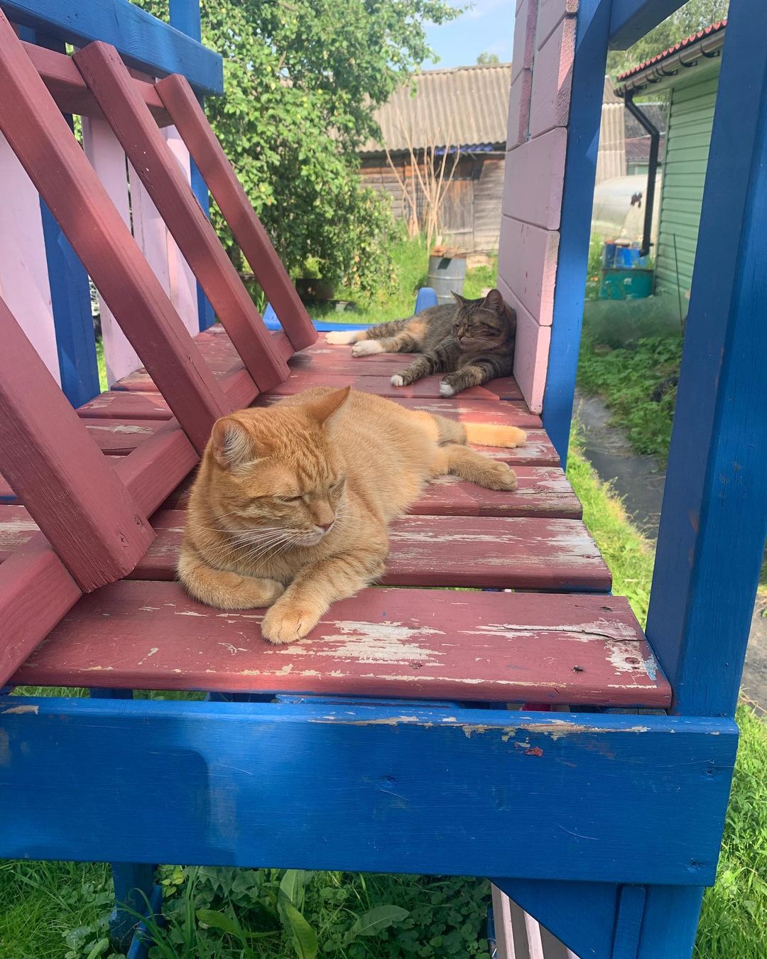 fordjik в LOOKY — #кошки #cats #дача #лето #summer
