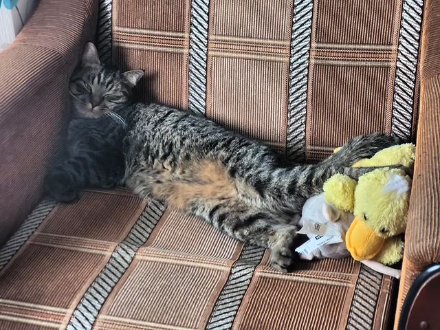 vitaly_pronin в LOOKY. . Коту нормалды😂