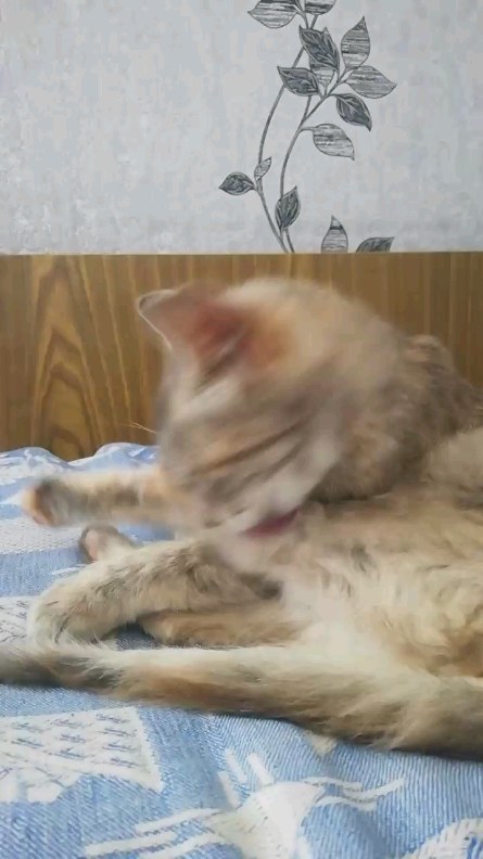 valsoraY yaneshakuL в LOOKY. . Кошка дворянской пор...