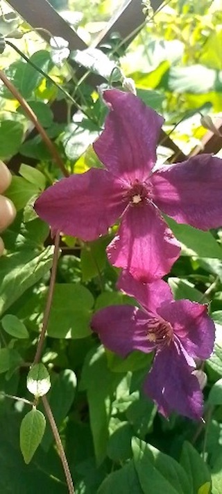 i_masl_in в LOOKY. . Новые ноготочки )