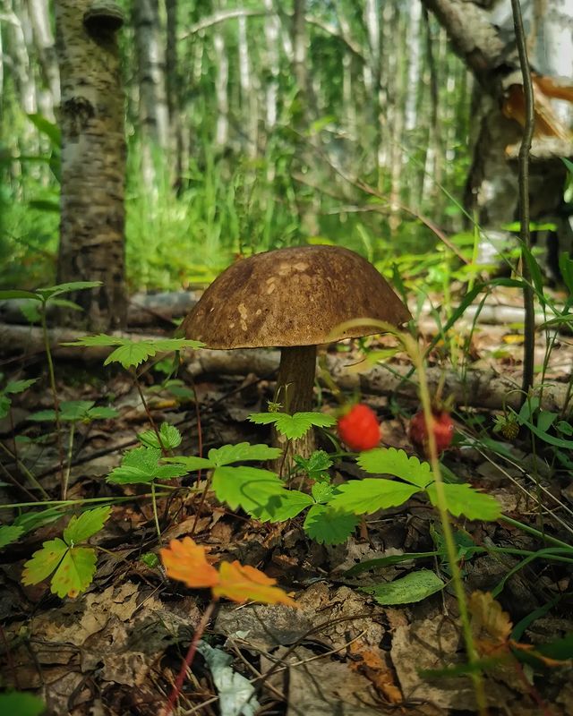 chugaystr в LOOKY. . Соседи...