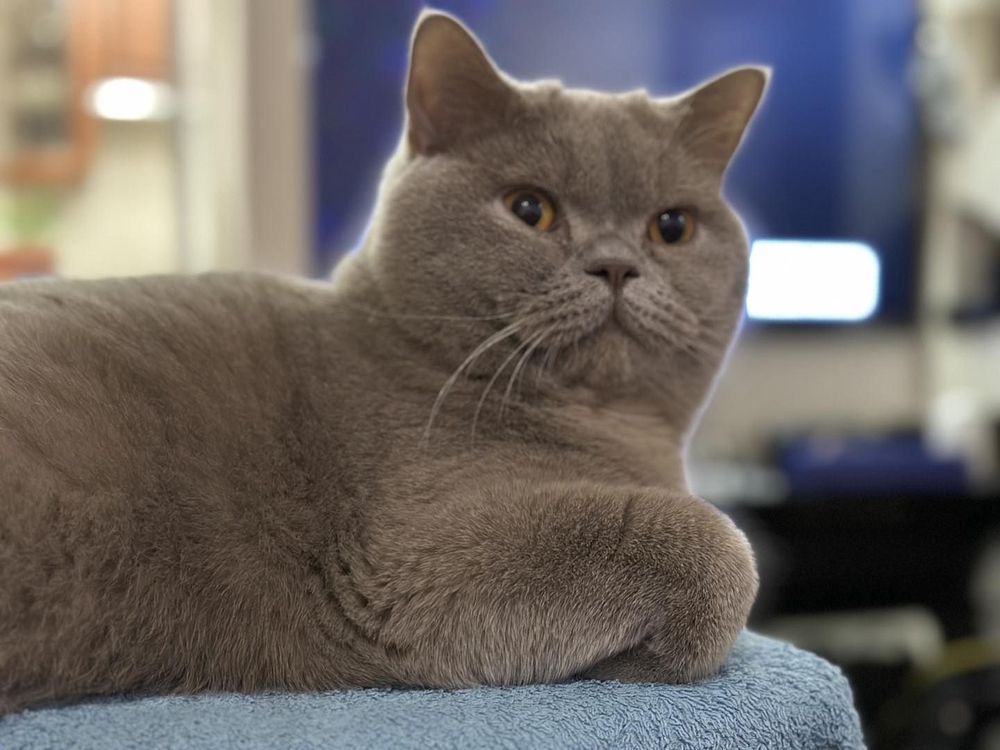 Ириска😺😺😺