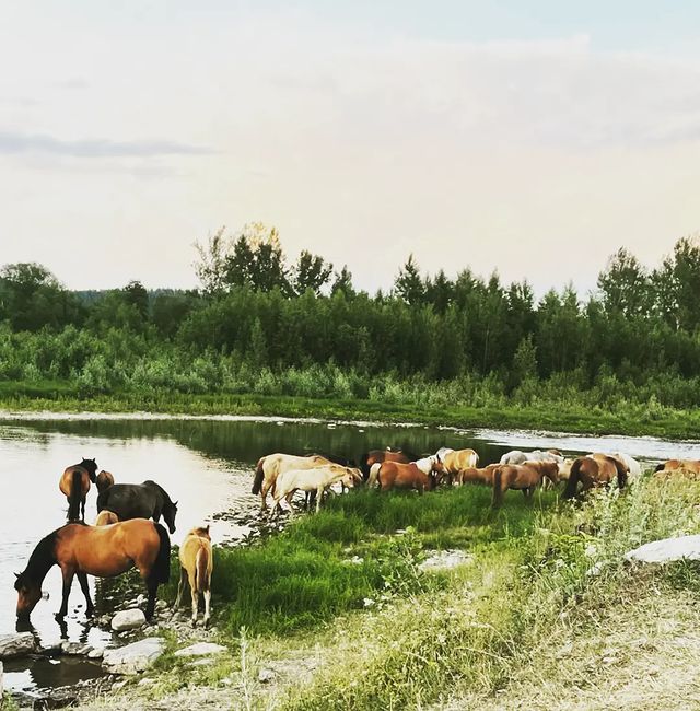 alibaev196 в LOOKY. #. # Инйэр