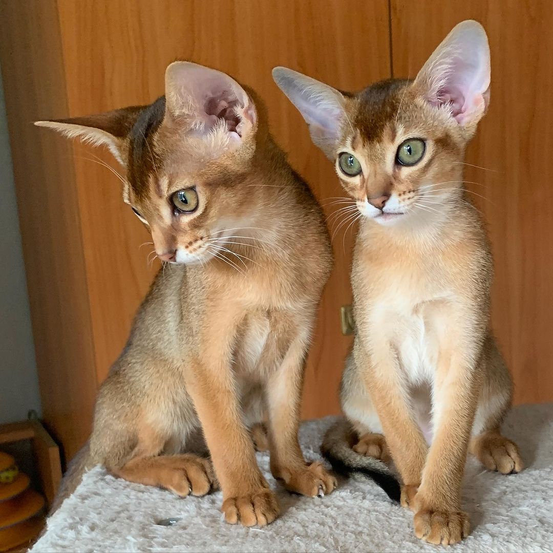 leo_minor_aby_cattery_cfa в LOOKY — фото 2