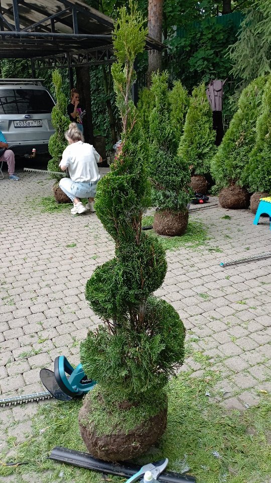 natalia_strekalovskaya в LOOKY. #топиарноеискусство,#туя,#Спираль,#Конус,#ТуяСмарагд. Я прошла курс "Нович...