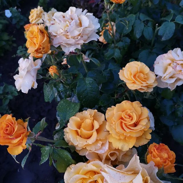 liliakostiaeva в LOOKY. . null