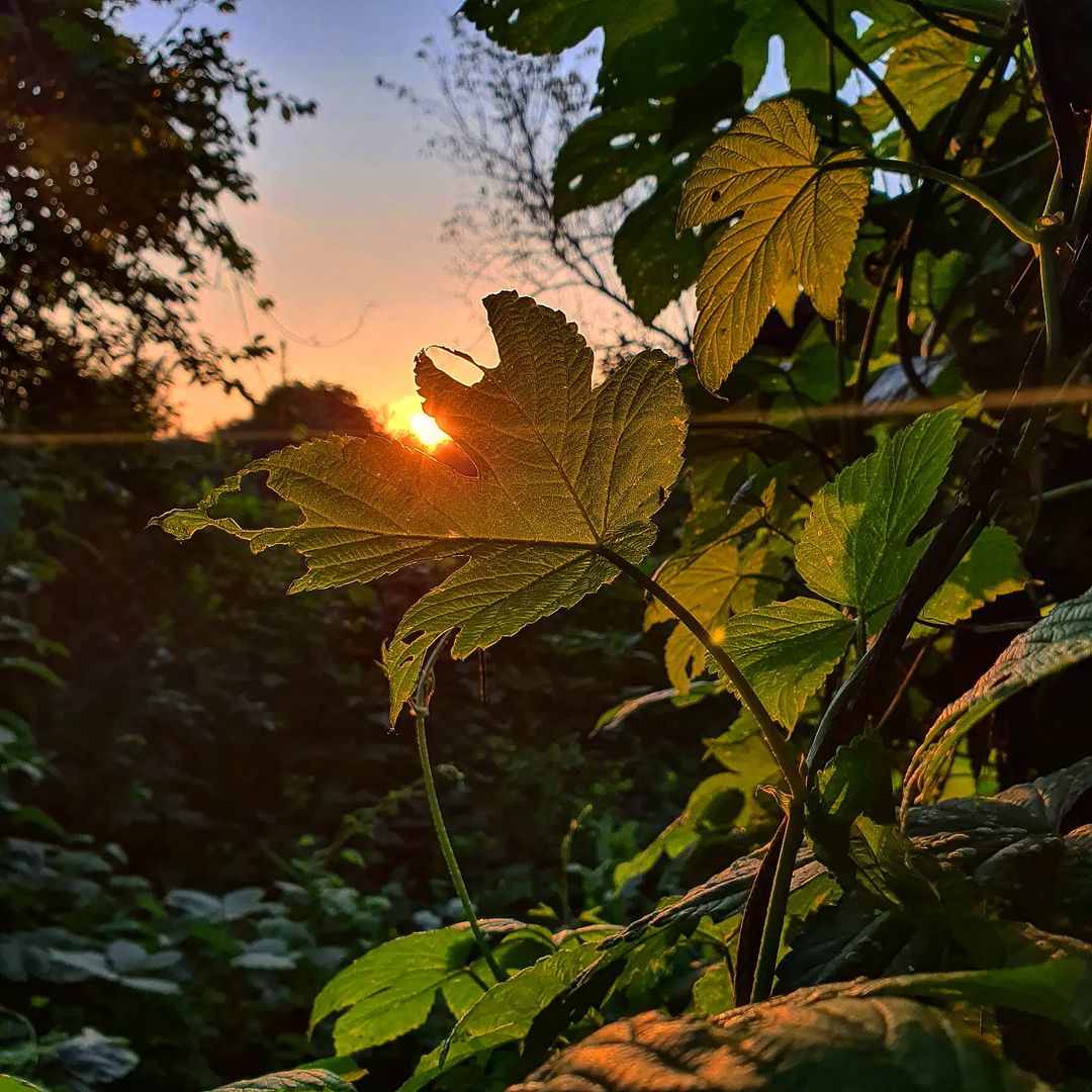 alla_foma2 in LOOKY. #sunrise,#summertime,#summer. На закате.
#закат#su...
