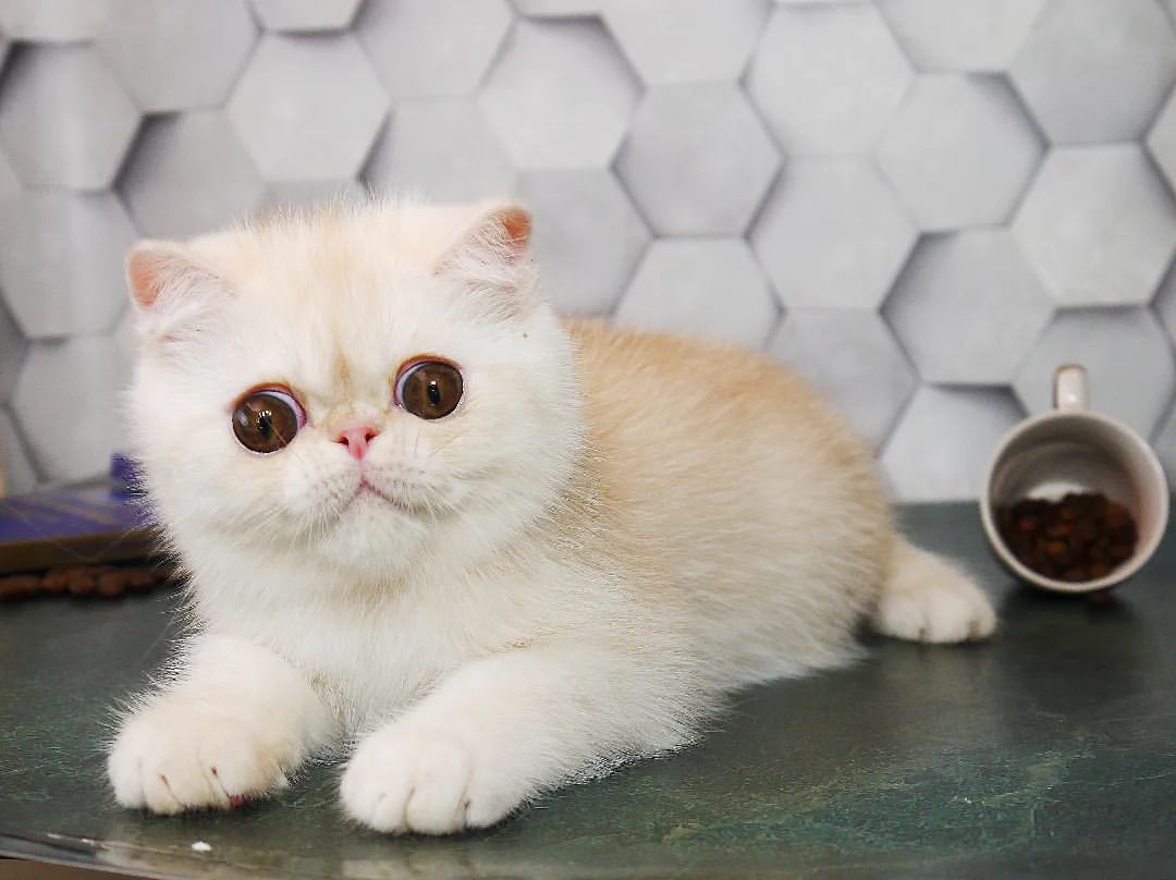 orlmik в LOOKY — фото 3