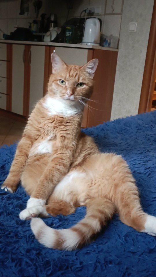 pavel.p.a в LOOKY. #хеппи,#рыжийкот,#котэ,#котаны,#котейка,#котик. Сказали на данный то...