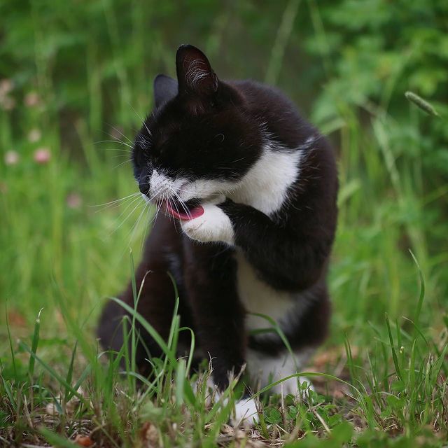 amany_red в LOOKY. . Парк Монрепо, кот бы...