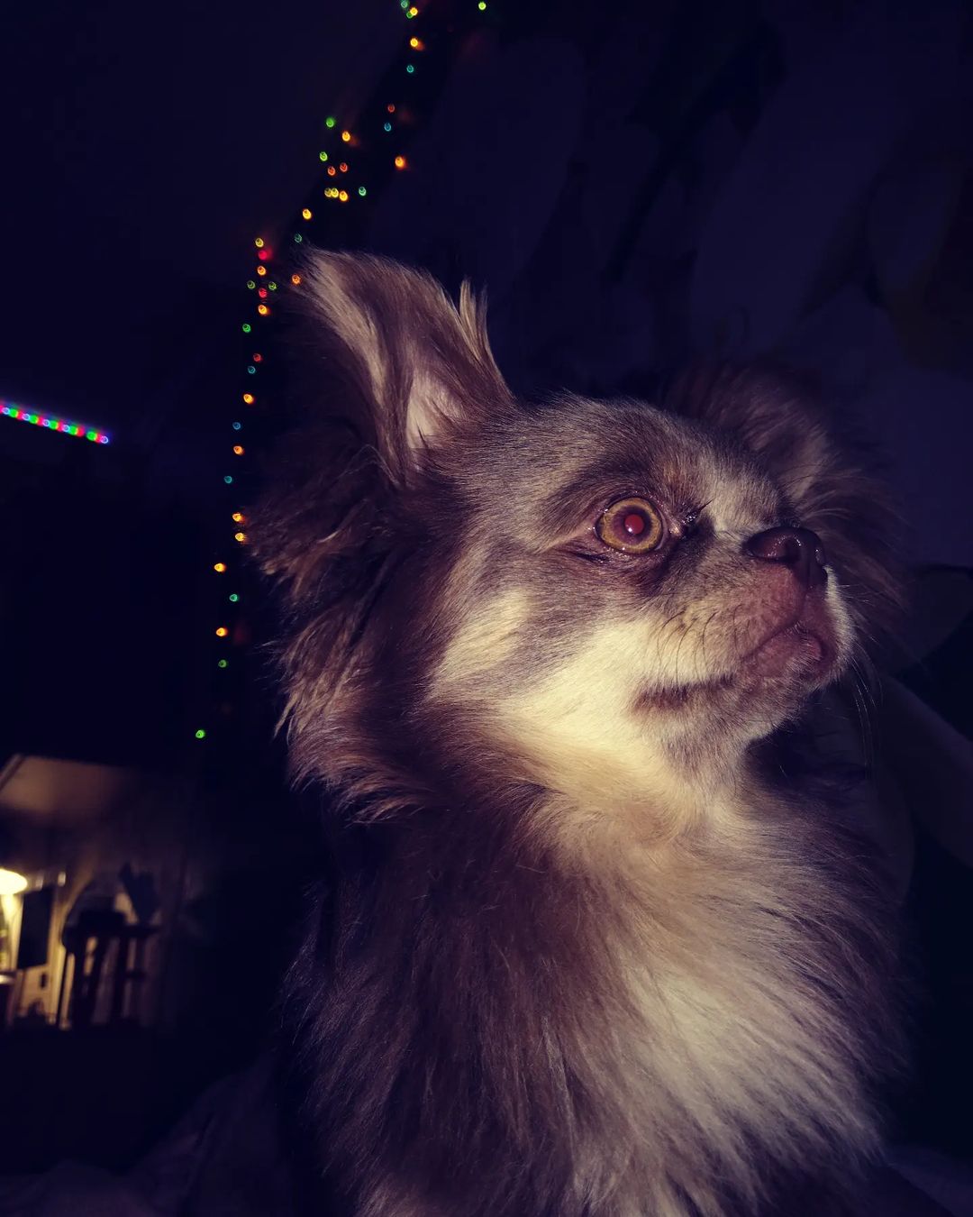 🐶🐶🐶