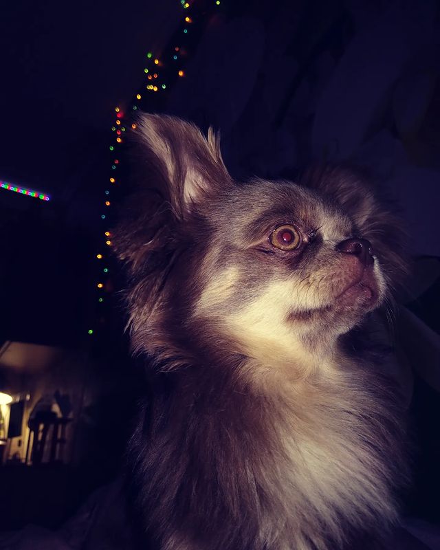 miroviktoriya в LOOKY. . 🐶🐶🐶