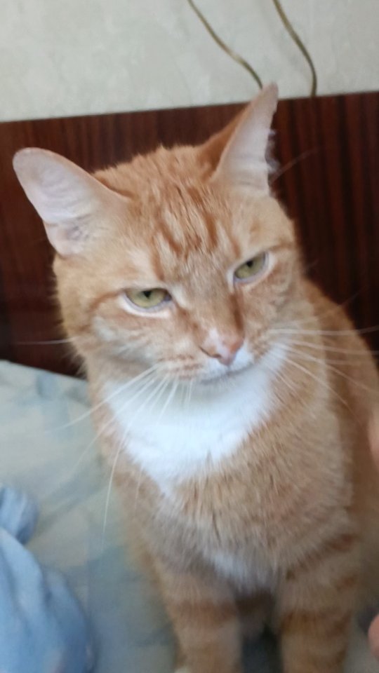 pavel.p.a в LOOKY. #хеппи,#рыжийкот,#котэ,#котяра,#котаны,#котейка. Не по нраву))))
#хеп...