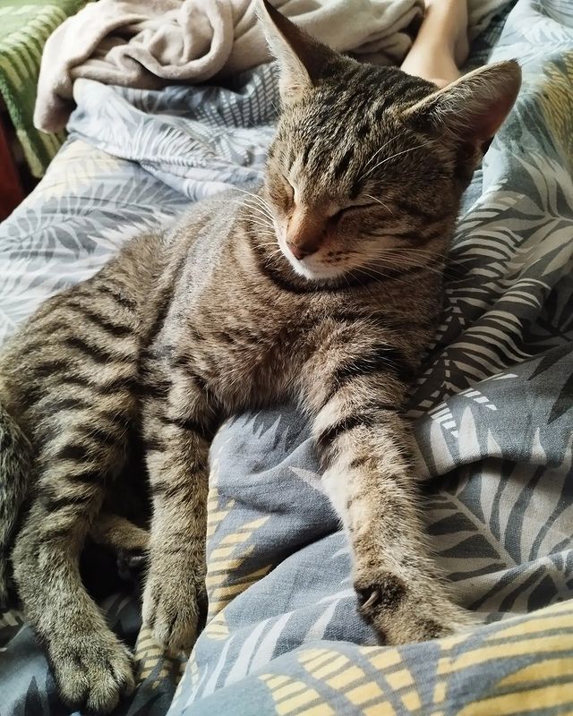 disha_prokopeva в LOOKY. . Гоша🐱