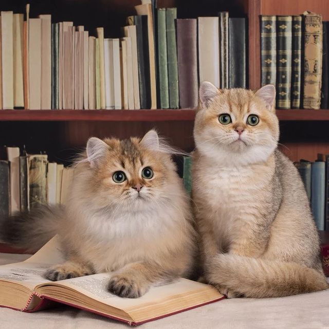 cattery_fiori.zen в LOOKY. . Питомник Fiori Zen о...