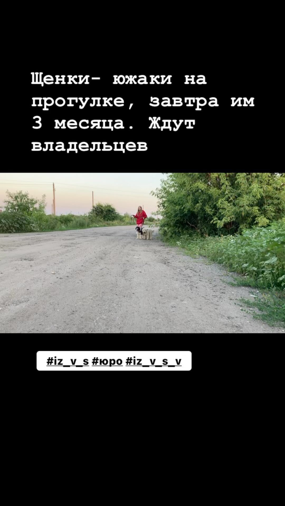 iz_v_s в LOOKY. . Щенки южнорусской ов...