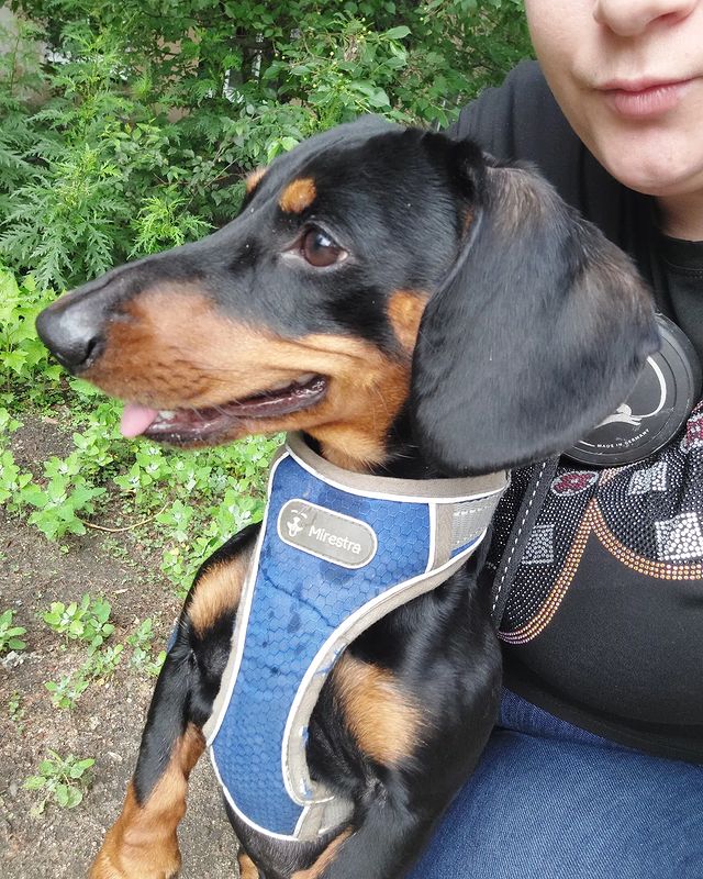 gali_epova в LOOKY. #dog,#puppy,#pet,#puppylove,#doglover,#animal,#dogstagram,#family,#dogs_of_instagram,#instagram,#lifestyle,#instadaily,#insta,#like4likes,#instalike,#instamood,#smile,#instaphoto,#beautiful,#happiness,#behappy,#goodvibes,#goodmorning,#morning,#sunrise,#sunshine,#sunny,#holidays,#instaphoto,#like4like,#photograph. Когда утро начинаетс...