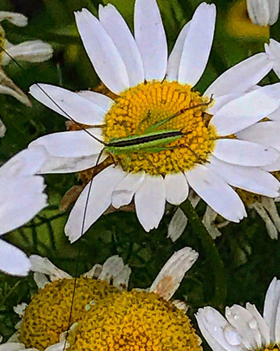 antsiferovbreed в LOOKY — фото 5