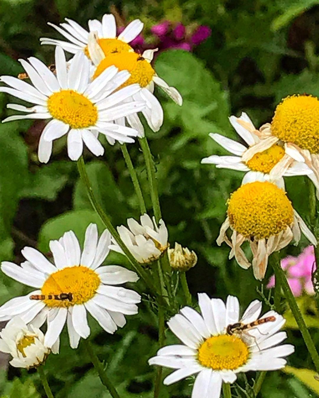 antsiferovbreed в LOOKY — фото 7