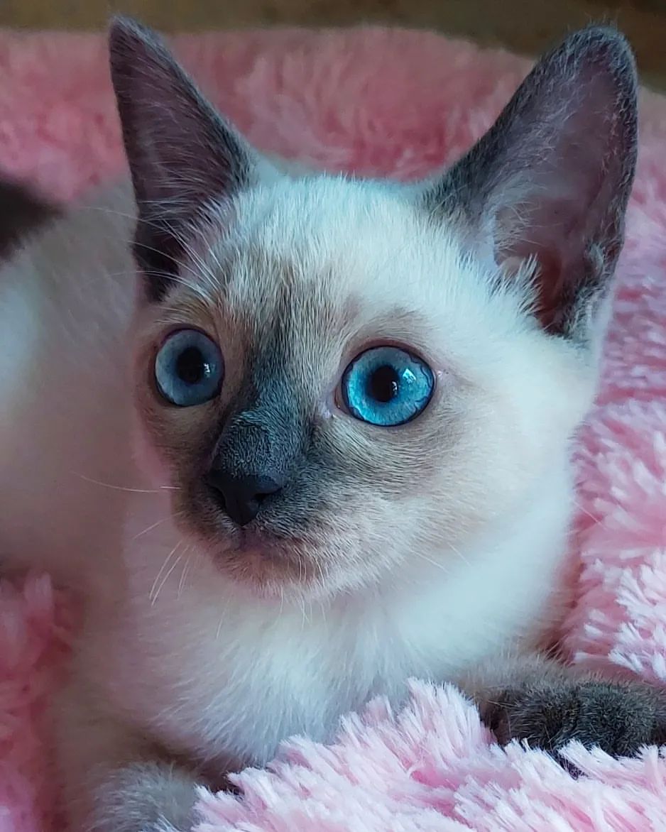 azure_glory_cattery в LOOKY — фото 3