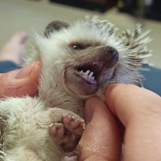 7calamus7 в LOOKY. #hedgehog,#pets,#cute,#animal,#animals,#animallover,#beautiful,#nature,#naturelover,#naturelovers,#natureshots,#photooftheday,#еж,#ёжики,#йожики,#forest,#forestphotography,#nature,#naturephotography,#forestlovers,#hedgehogsofinstagram,#home,#weekend,#igel. Битва со свирепым хи...