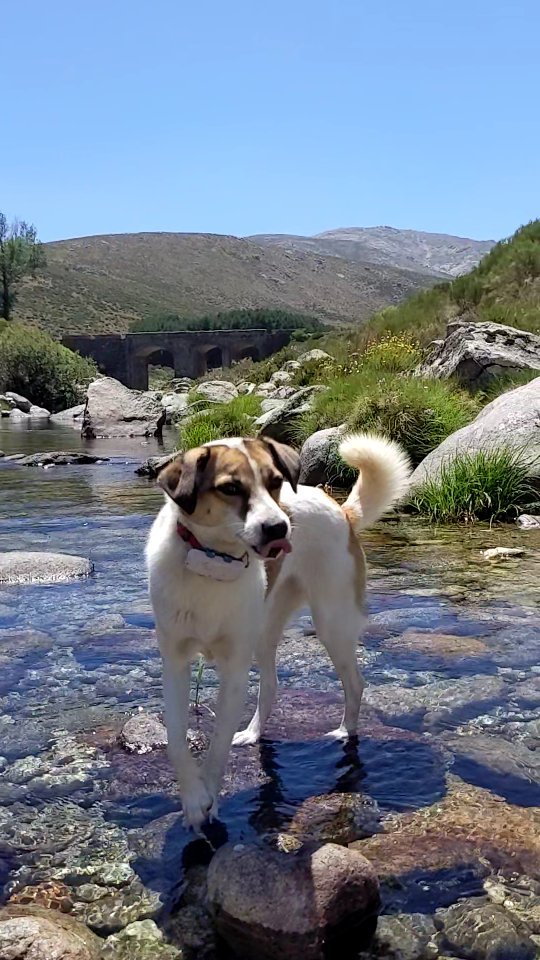 businda_albarez в LOOKY. #traveldog,#nature,#dog. #traveldog #nature #...