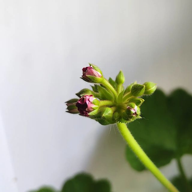 korshun_plants в LOOKY. #пеларгония,#герань,#pelargonium,#pelargoniumzonale. Бутоны привлекают ча...