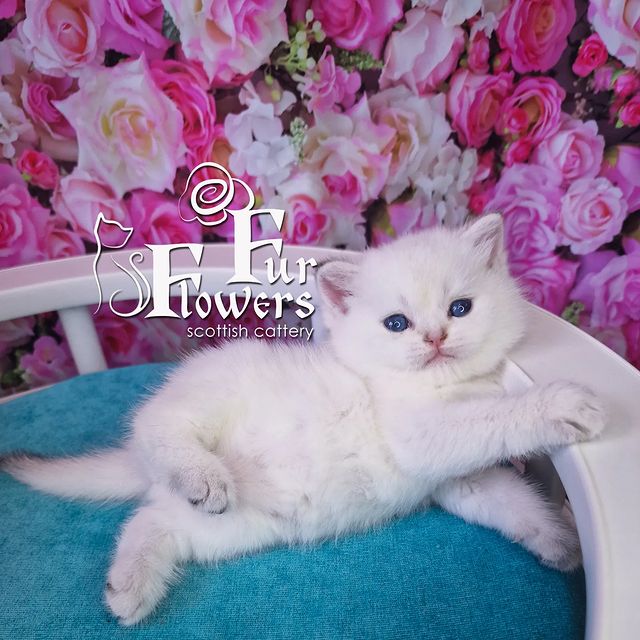 fur_flowers_cats в LOOKY. . Сладкий,сливочный ма...