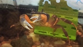 7calamus7 в LOOKY. #pets,#crab,#aquariums,#радужныйкраб,#hobby,#photooftheday,#saturday,#holiday,#weekend,#krebse,#cardisomaarmatum,#mypet,#love,#проказник,#cute,#animal,#animals,#animallover,#beautiful,#nature,#naturelover,#petlovers,#love,#mysoul. Как и у большинства ...