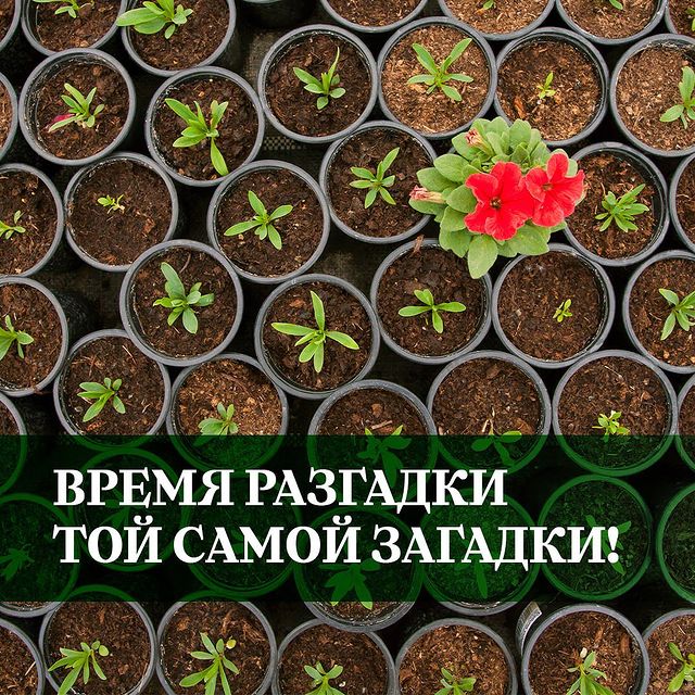 osipova_psy в LOOKY. . Время для разгадки т...