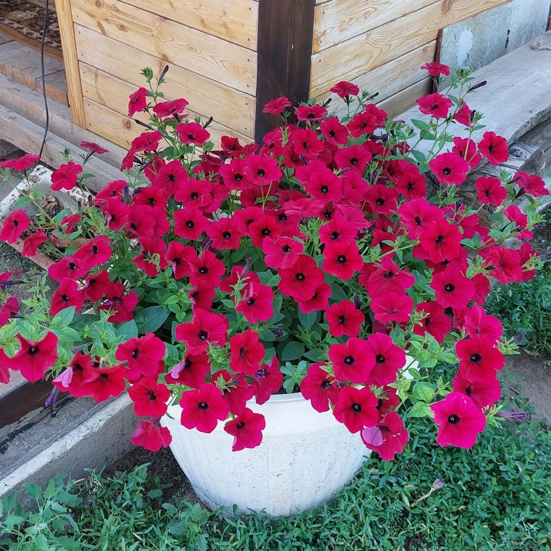 1. Любимый и прекрасный Тайдел Вейв Ред Велюр
2. Невероятного цвета Каскадная петуния "Голубая Волна"
3. Солнечная Ампельная "Лимонная Лавина"
4. Крупноцветковая Бахромчатая "Альба"
5. Пятнистая "🥰Дот Стар Дип Пинк"
6. Петуния кустовая чешская "Кружевница"

#вашцветникорск 
#вашцветник2023 
#петунииозтп