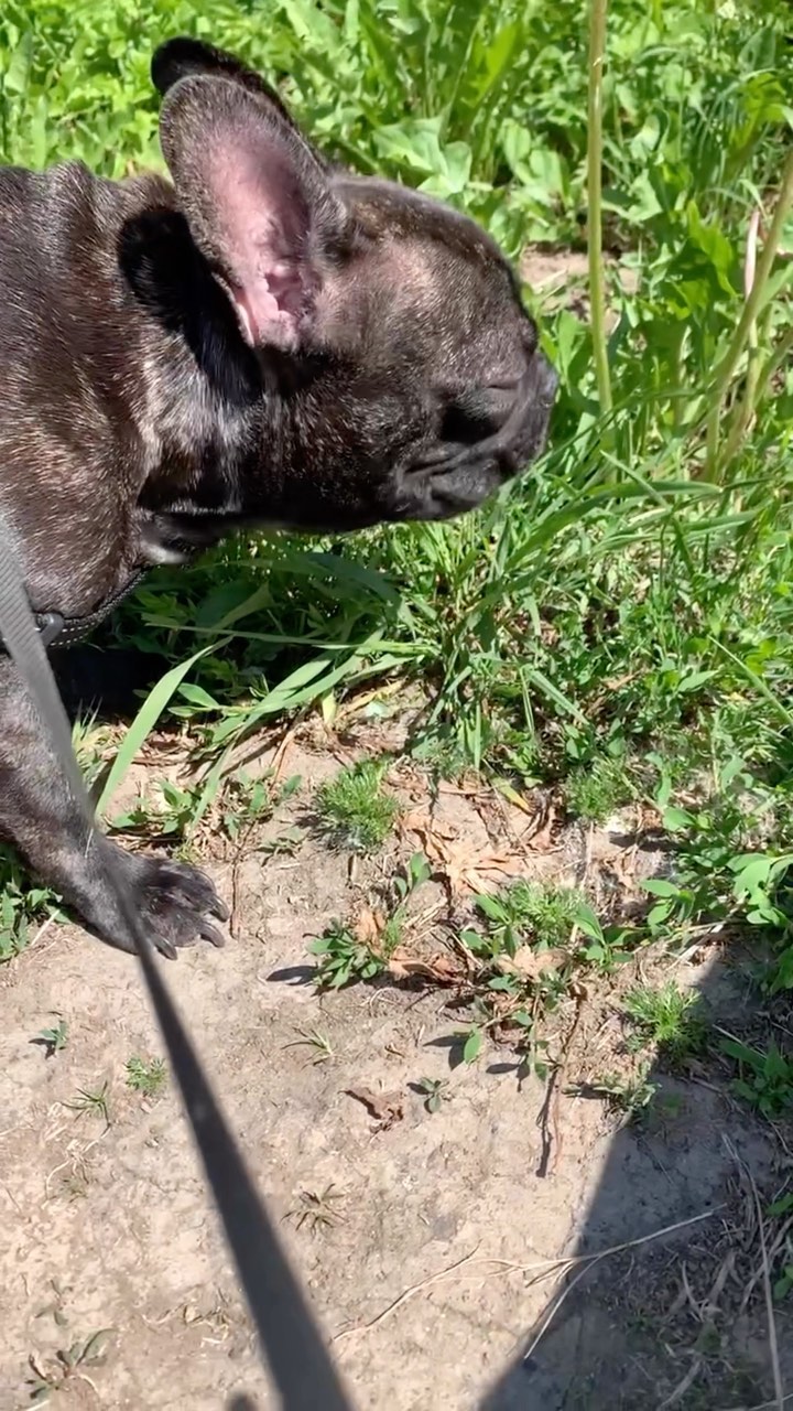_bulldog__family_ в LOOKY. #французскийбульдог,#собака,#животные,#питомцы,#бульдожка,#бульдожки,#бульдожик,#бульдожьищечки,#бульдожек,#бульдожьяжизнь,#бульдожа,#бульдожкамоя,#бульдожки_радость_и_беспредел_в_доме,#бульдожечка,#бульдожикмой,#бульдожкилюбимые🐶❤️,#бульдожьибудни,#бульдожкамой,#бульдожики,#бульдожийотдых,#бульдожка❤️,#бульдоженька,#бульдожкипитера,#бульдожийблог,#бульдожата,#бульдожиймир,#бульдожьецарство,#любимыесобачки,#лето2023❤️,#каникулы2023. Очень вкусная трава ...