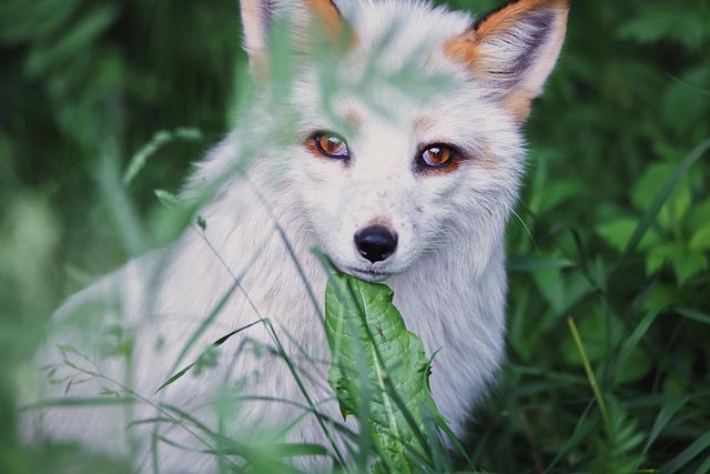 myfoxfamily в LOOKY. . Простите, друзья, пр...